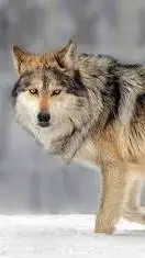 ai character: wolf  background