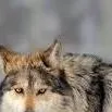 chat with ai character: wolf 
