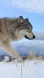 ai character: wolf  background