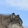 chat with ai character: wolf 