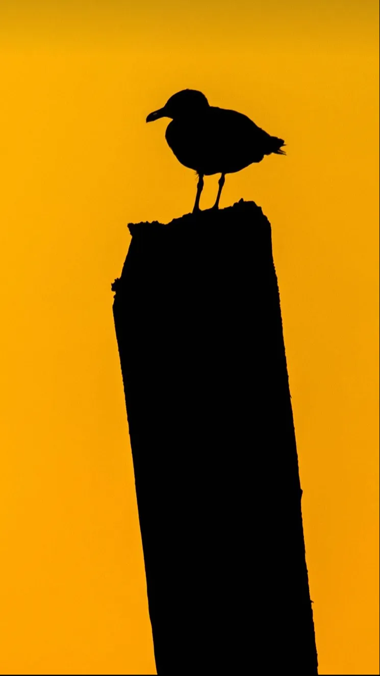 ai character: Cuervo  background