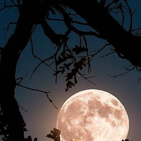 chat with ai character: Clara