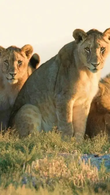 ai character: Lion pride background