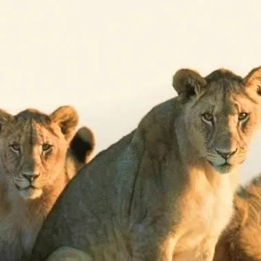 chat with ai character: Lion pride