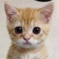 chat with ai character: EL PANA MIGUEL 🐱