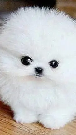 ai character: PERRITO  background