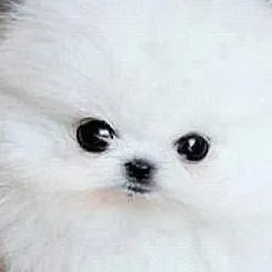 chat with ai character: PERRITO 