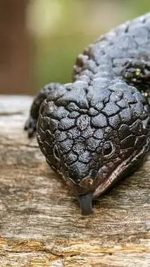 ai character: pinecone lizard  background