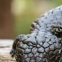 chat with ai character: pinecone lizard 