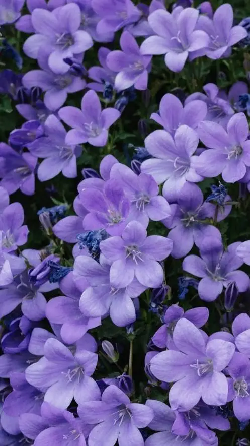 ai character: Todoroki background