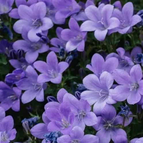 chat with ai character: Todoroki