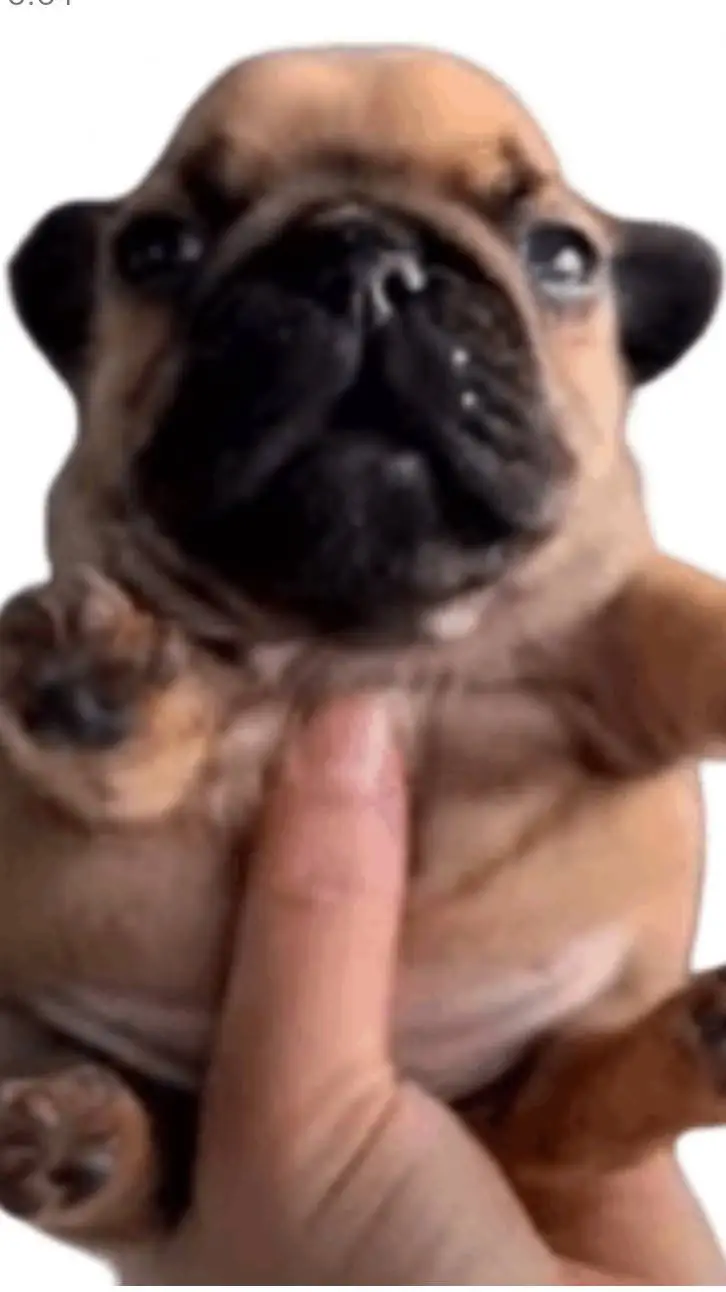 ai character: Pibble background