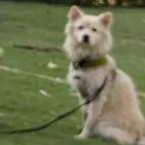 chat with ai character: Sofia Ansari