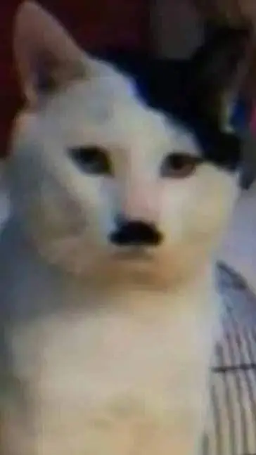 ai character: catler background