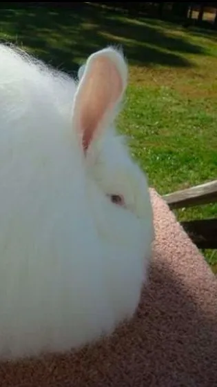 ai character: Fat bunny background