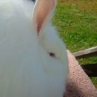 chat with ai character: Fat bunny