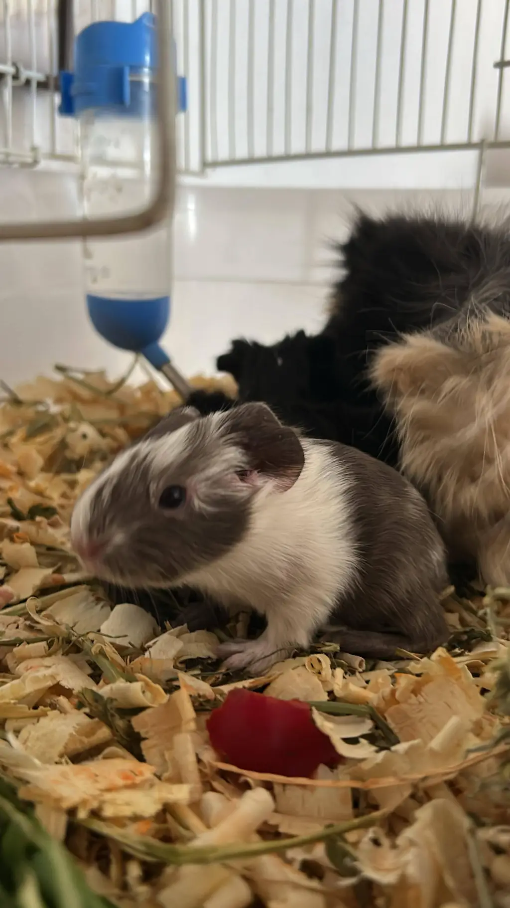 Talkie AI - Chat with tu sicologo 2