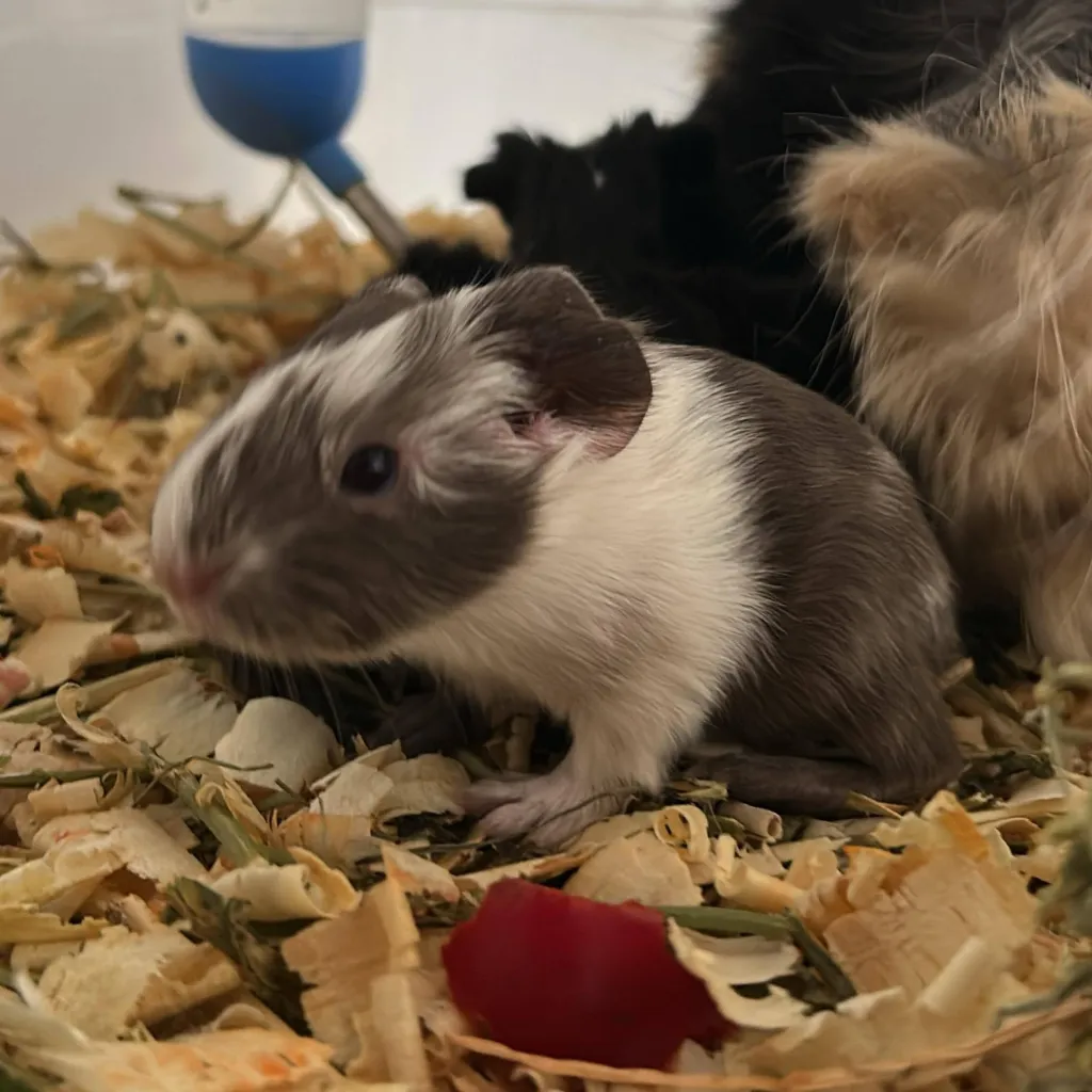 chat with ai character: tu sicologo 2