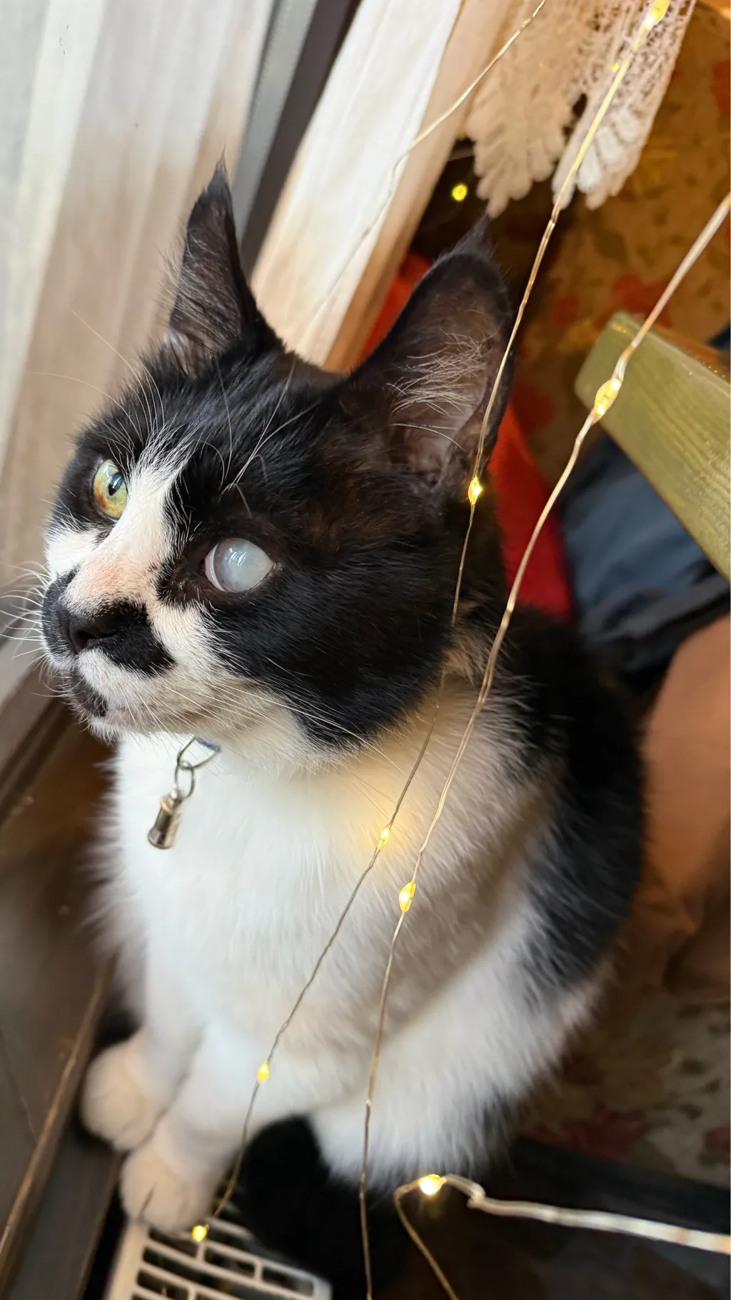 ai character: Latvian Cat background