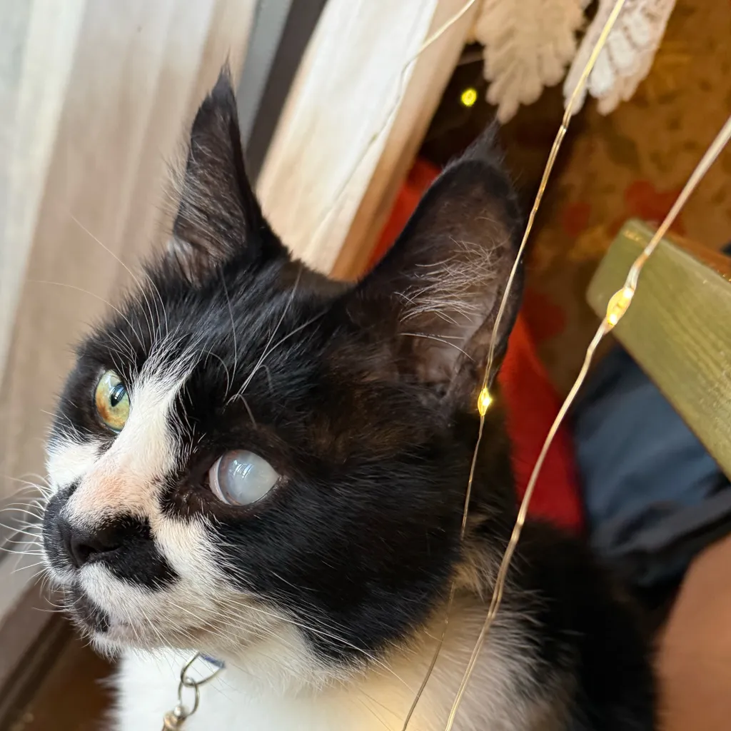 chat with ai character: Latvian Cat