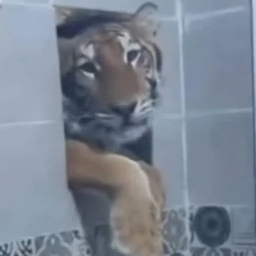 chat with ai character: Bathroom Tiger