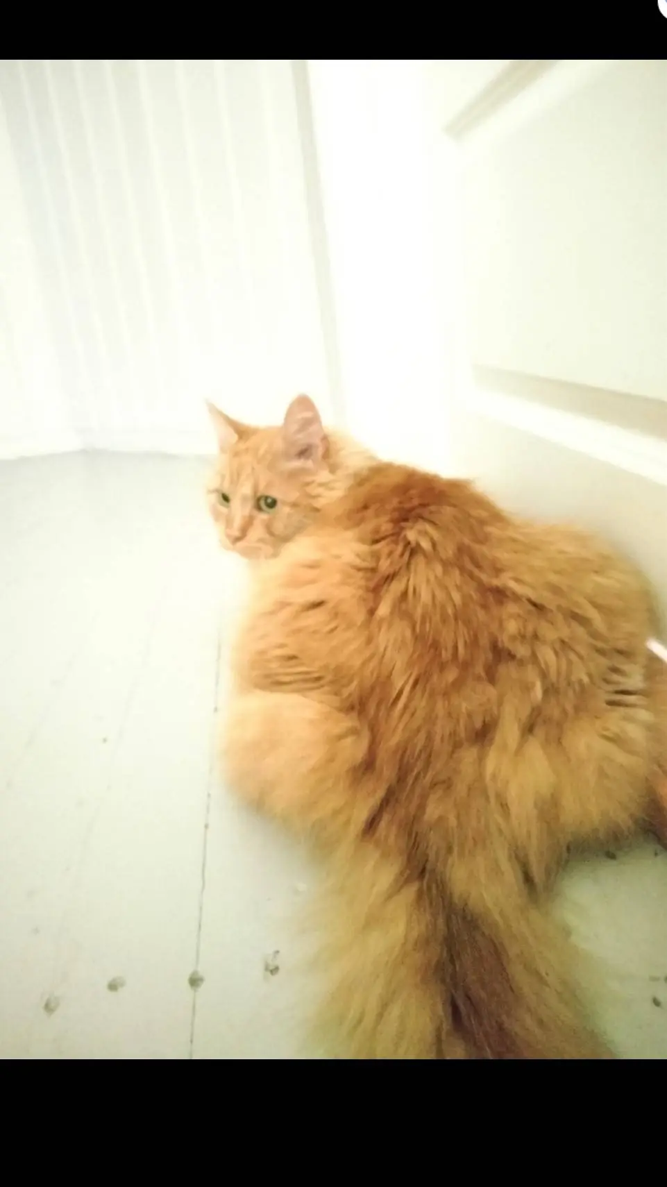 ai character: Solo (my cat) background