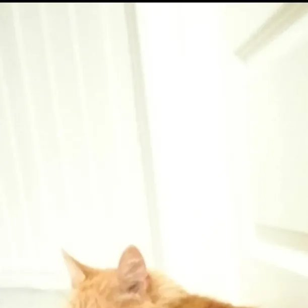 chat with ai character: Solo (my cat)