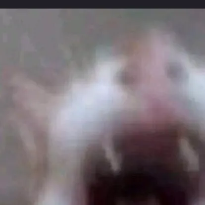 chat with ai character: talk abt memes?