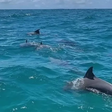 chat with ai character: The Dolphin Homies