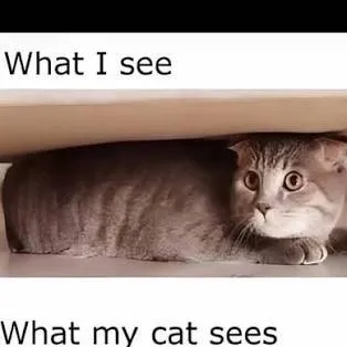 chat with ai character: your cat
