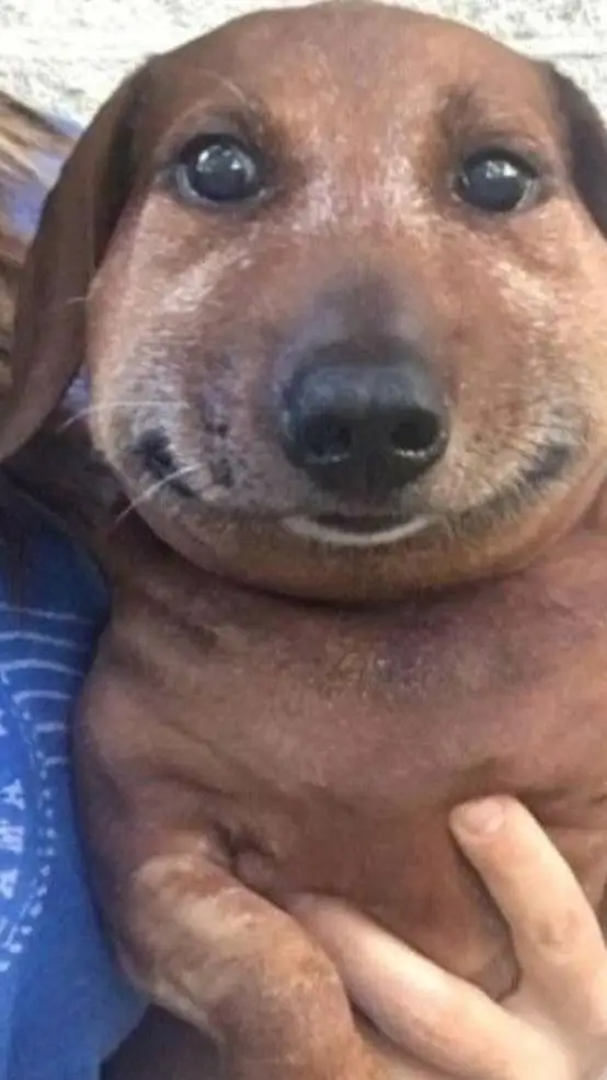 ai character: evil dog background