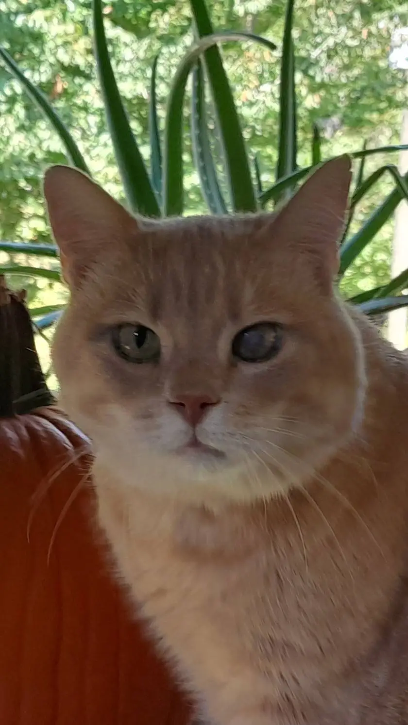 ai character: your local pumcat background