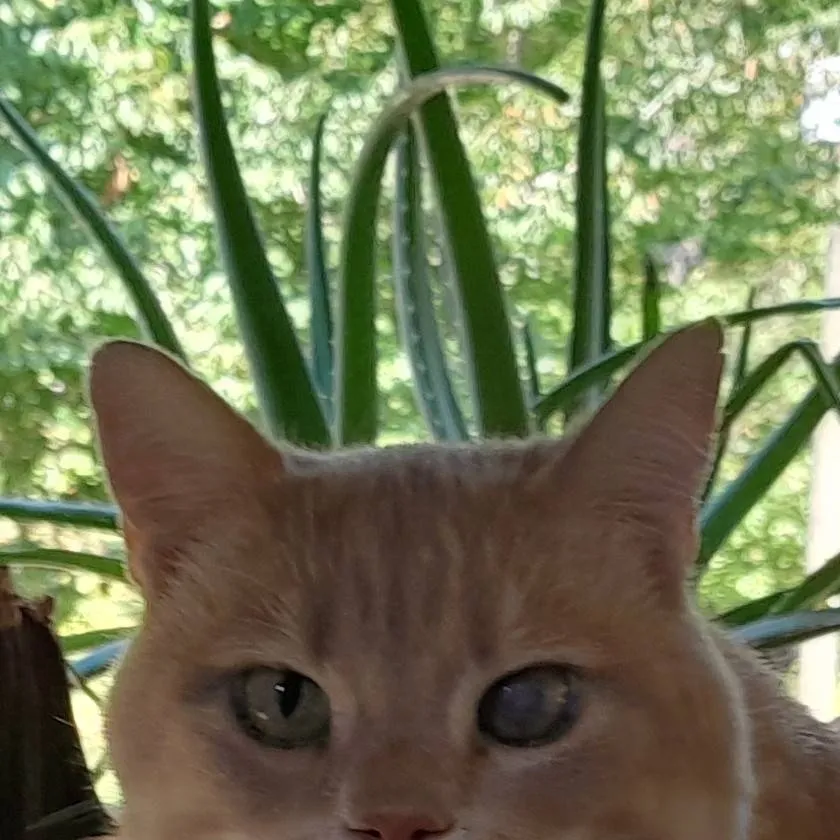 chat with ai character: your local pumcat