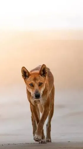 ai character: Dingo  background