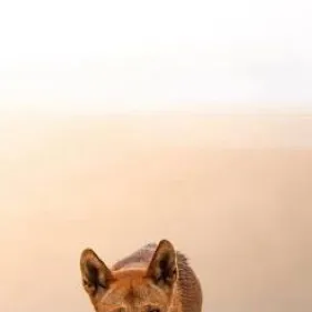 chat with ai character: Dingo 