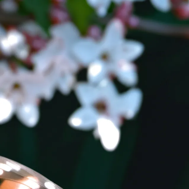 chat with ai character: Butterfly Guider