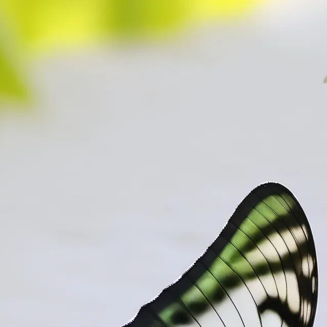 chat with ai character: Green Butterfly 