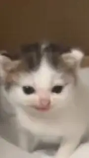 ai character: confined kitties background