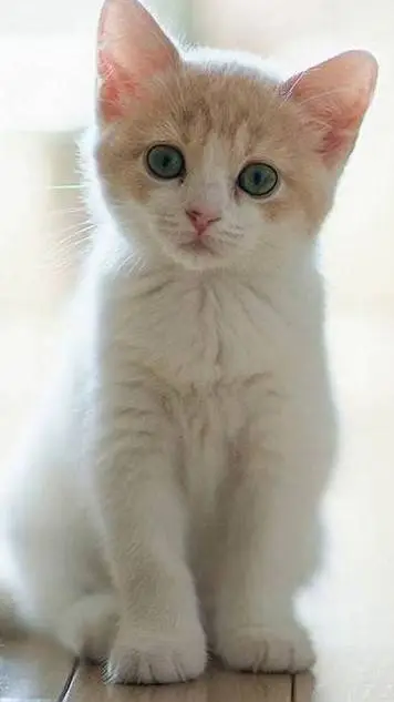 ai character: -ABANDONED CAT!- background