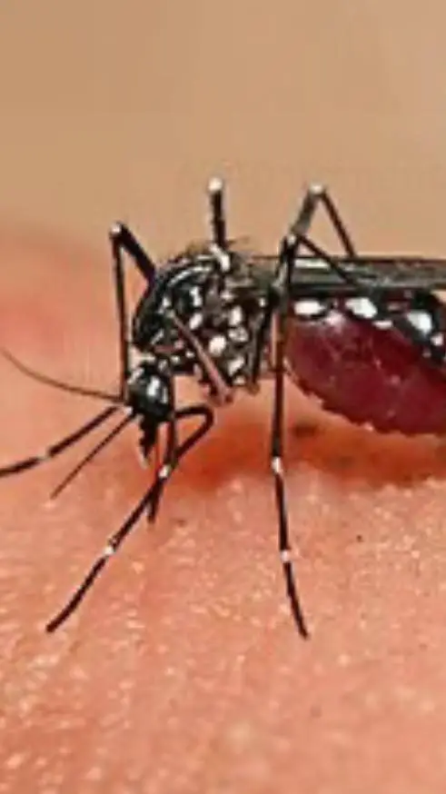 ai character: mafioso (escuela)  background