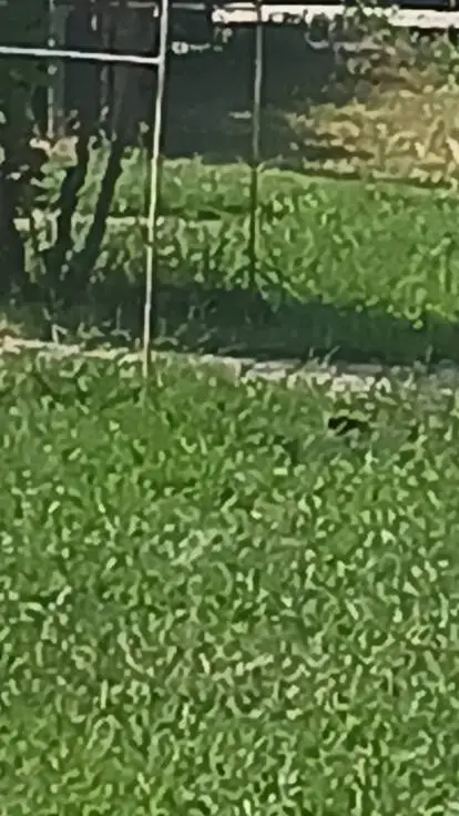 ai character: baku-....  background