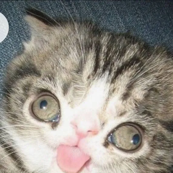 chat with ai character: robin