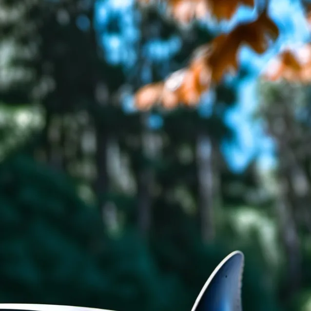 chat with ai character: SHARK THE FLAMINGO