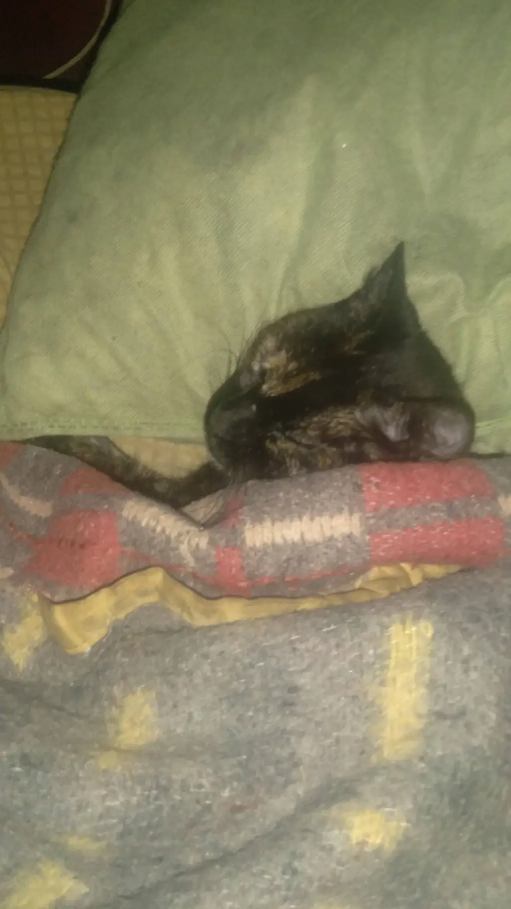 ai character: pomni amorosa  background