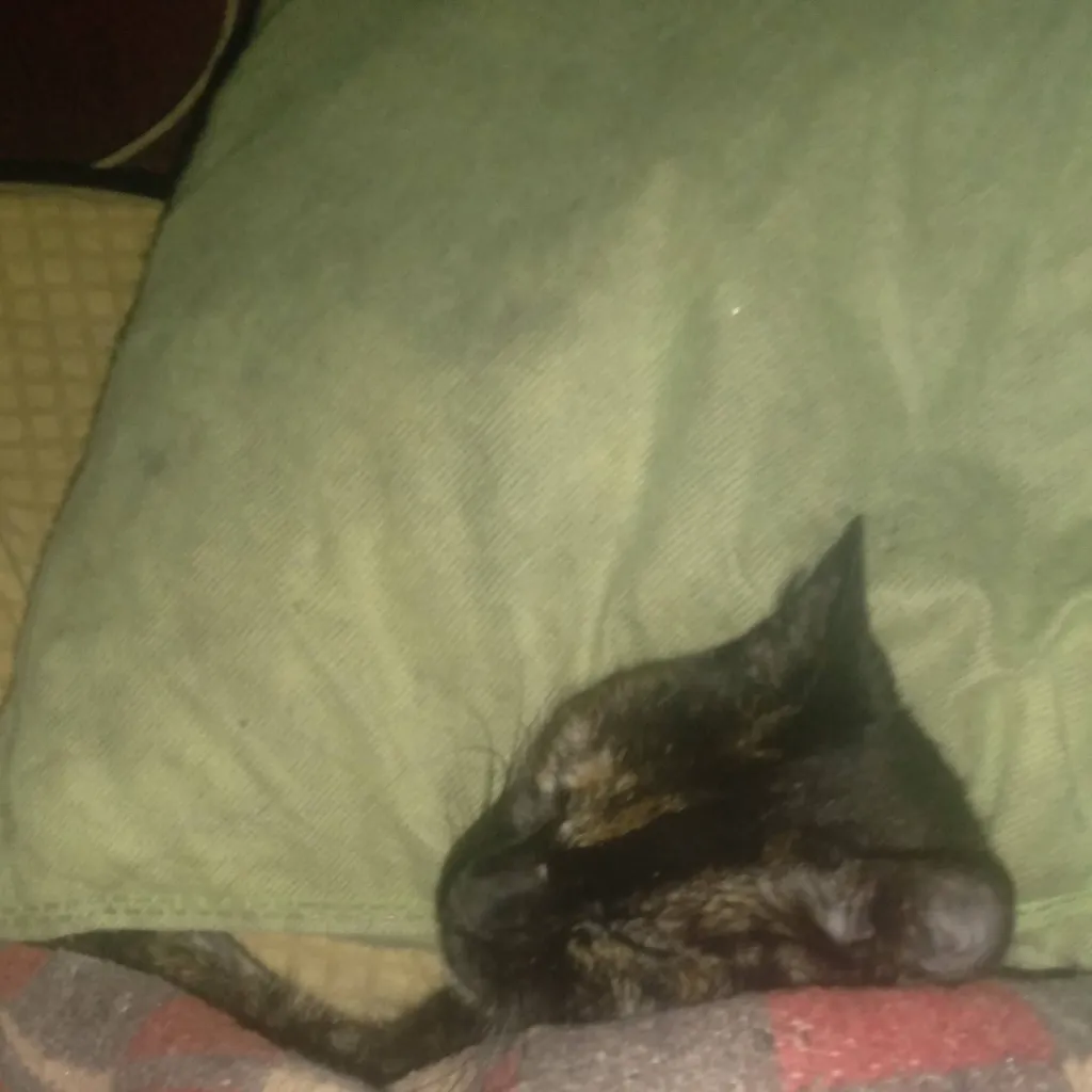 chat with ai character: pomni amorosa 