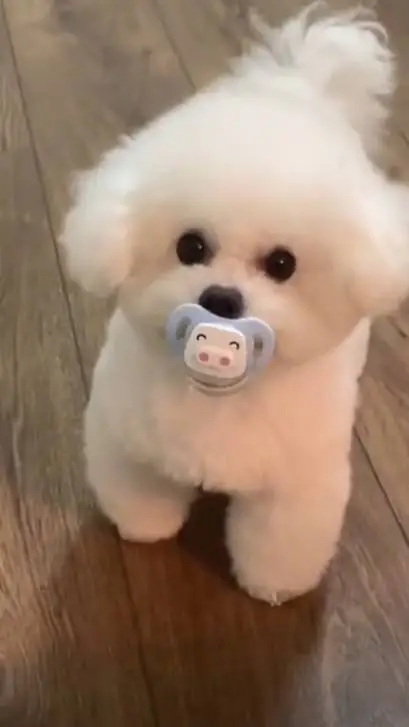 ai character: cachorrinho background