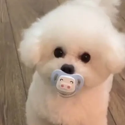 chat with ai character: cachorrinho