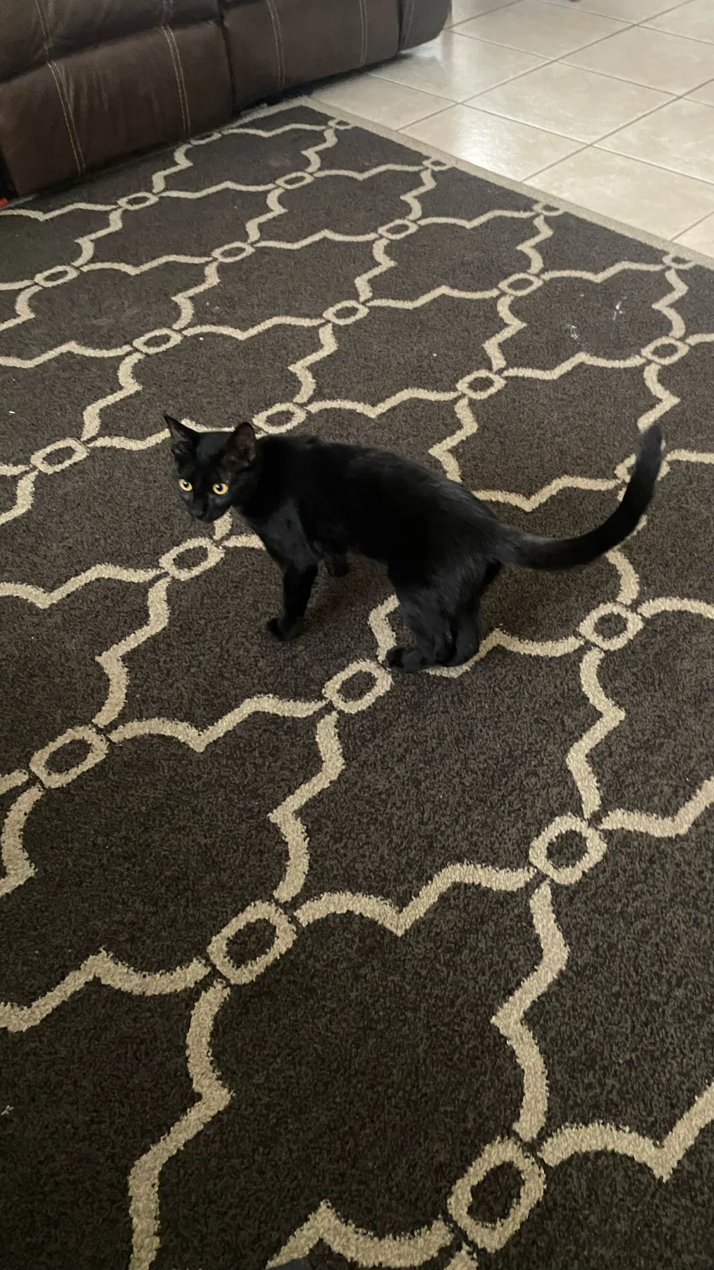 ai character: cat smc background