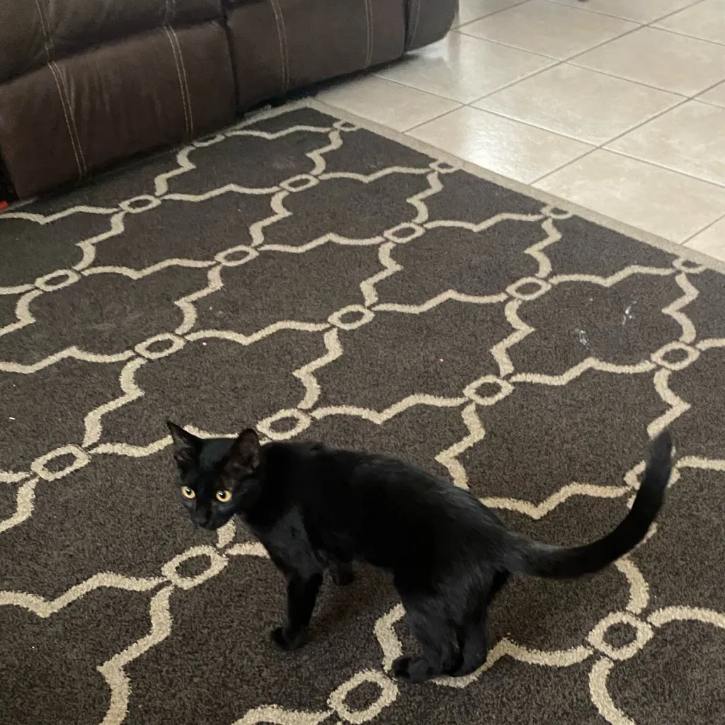 chat with ai character: cat smc