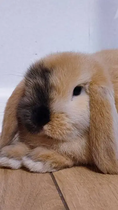 ai character: Gizmo/Bunny background